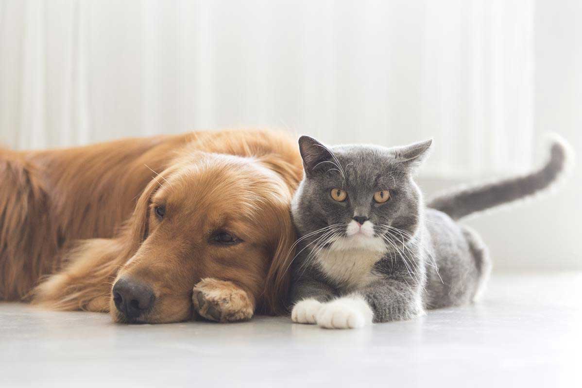 about our veterinary practice  Cypress, TX 